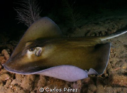 Manta Ray @ Nigth Dive II Mayaguez,PR by Carlos Pérez 